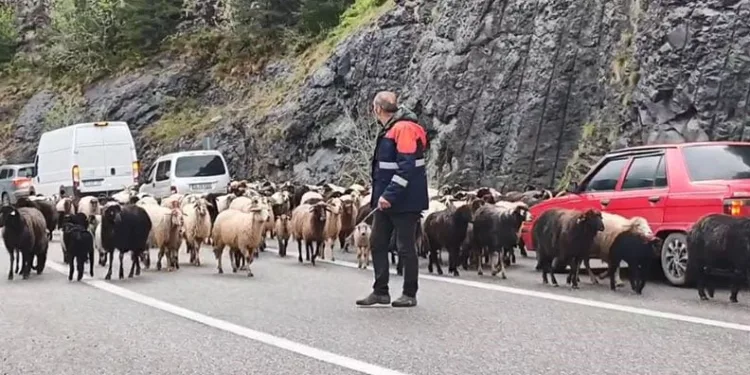 Artvin’de yaylaya giden koyun sürüsü karayolunu işgal etti