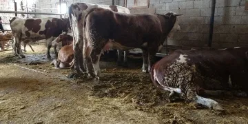 Ahırda dehşet: Hayvanlar akıma kapıldı, 4’ü telef oldu