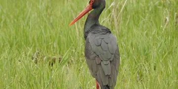 Manisa’da 10 yıl sonra ilk kez kara leylek görüldü