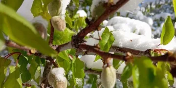 Malatya’da kayısıyı zirai don vurdu