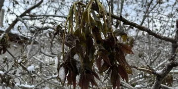 Türkiye’nin önemli ceviz üretim merkezini zirai don vurdu
