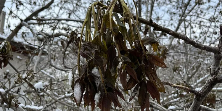 Türkiye’nin önemli ceviz üretim merkezini zirai don vurdu