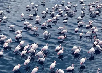 Niğde’de flamingoların görsel şöleni havadan görüntülendi