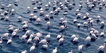 Niğde’de flamingoların görsel şöleni havadan görüntülendi