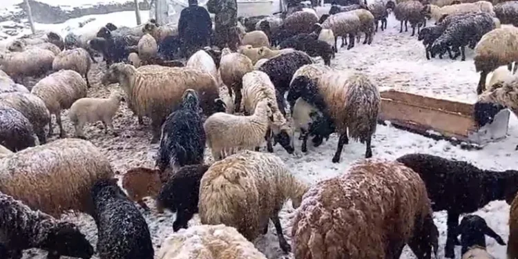 Yaylaya çıkan besicilerin kar altında zorlu mesaisi