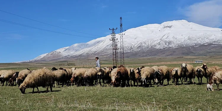 Havanın ısınmasıyla hayvan sahipleri rahat nefes aldı