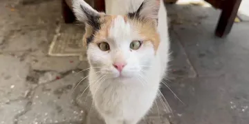 Şaşı kedi, mahallelinin maskotu haline geldi