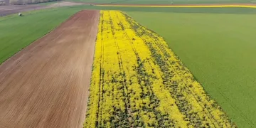 Tekirdağ’da sarı bahar