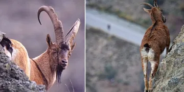 Artvin Deriner Barajı’nda yaban keçileri görüntülendi