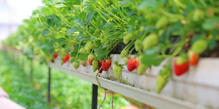 Topraksız tarımla çilek üretti