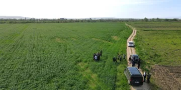 Mustafakemalpaşa’da ayçiçeği ekilecek