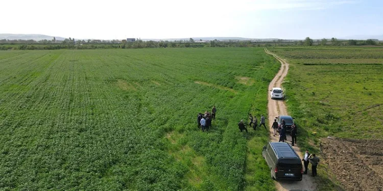 Mustafakemalpaşa’da ayçiçeği ekilecek