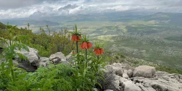 Diyarbakır’da ‘ters lale’ fotoğraflandı