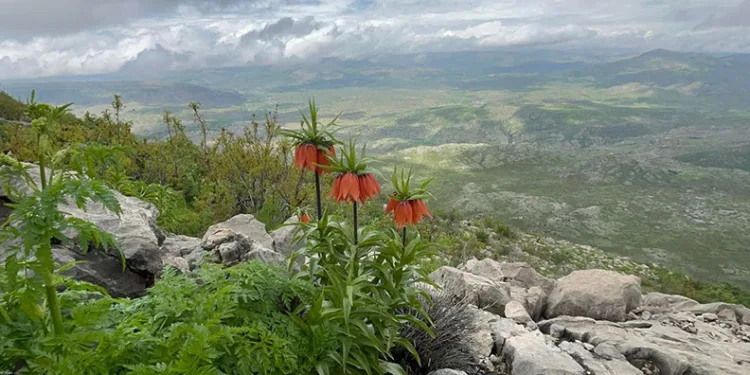 Diyarbakır’da ‘ters lale’ fotoğraflandı