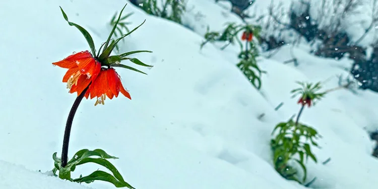 Ters lalelerin kar örtüsüyle muhteşem görüntüsü