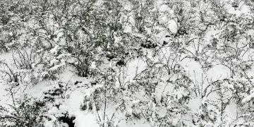 Mart ayında etkili olan kar, fındıkta lokal zararlara neden oldu
