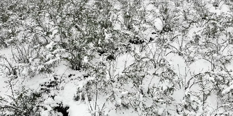Mart ayında etkili olan kar, fındıkta lokal zararlara neden oldu
