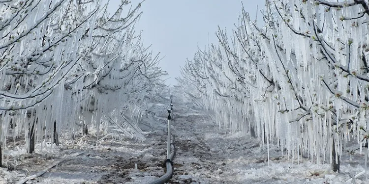 16 milyon elma ağacını don vurdu