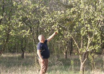 Meyve ağaçları zirai dondan etkilenen çiftçiler, hububattan umutlu