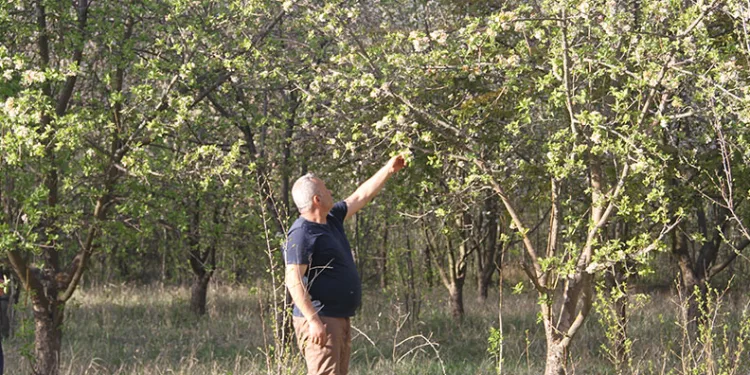 Meyve ağaçları zirai dondan etkilenen çiftçiler, hububattan umutlu