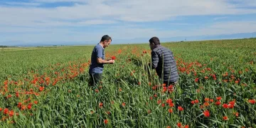 Adilcevaz’da tarlalar gelinciklerle süslendi