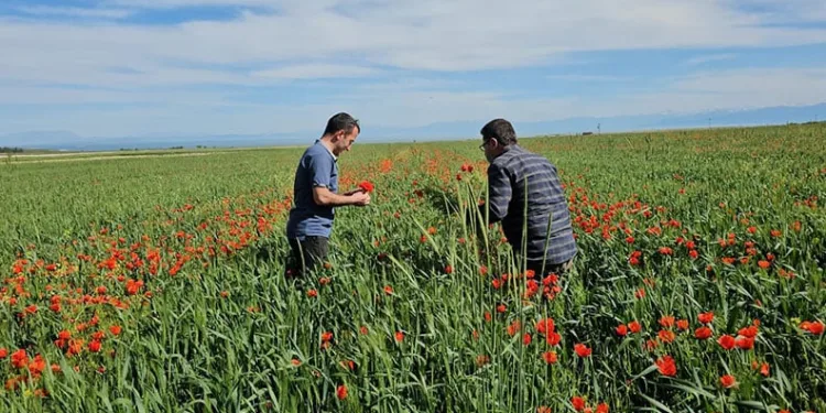 Adilcevaz’da tarlalar gelinciklerle süslendi