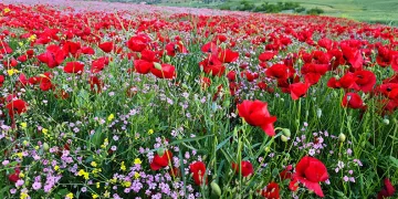 Batman’da gelincik ve papatyalardan cümbüş
