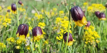 Karayazı’da Ters Lale Festivali coşkusu