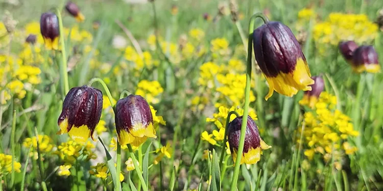 Karayazı’da Ters Lale Festivali coşkusu