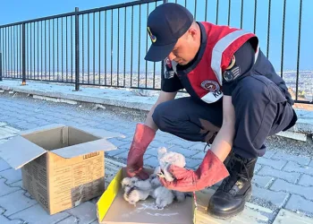 Kilis’te 4 kartal yavrusu yol kenarında bulundu