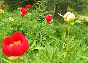 Spil’de şakayıklar açtı: Koparmanın cezası 557 bin 212 TL