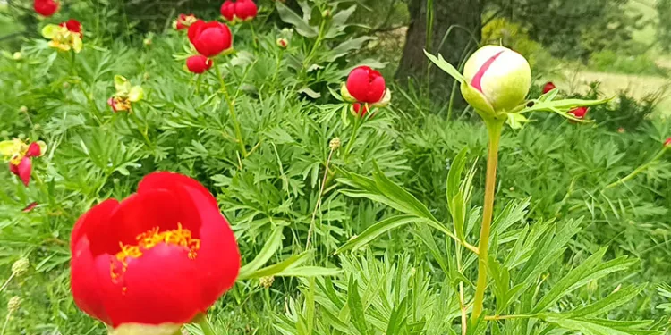 Spil’de şakayıklar açtı: Koparmanın cezası 557 bin 212 TL