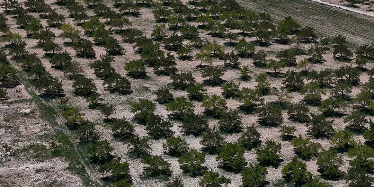 Don sonrası 15 bin ağaç tek bir kayısı vermedi