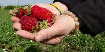 Malatya’da zirai donun ardından ilk hasat çilekten geldi