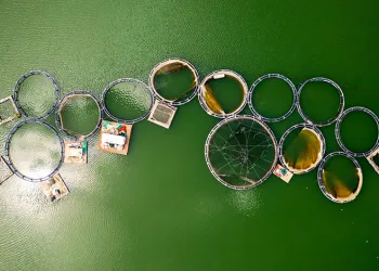 Denizi olmayan Manisa’dan somon ihracatı