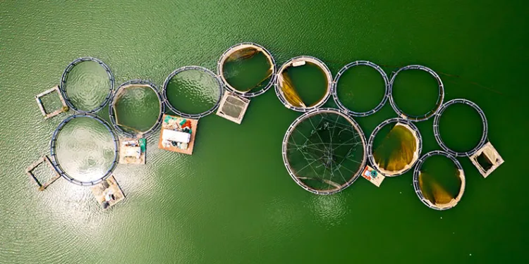 Denizi olmayan Manisa’dan somon ihracatı