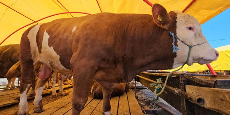 850 kiloluk kurbanlık 285 bin TL’ye satıldı