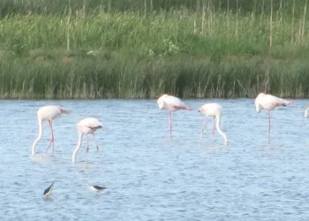 Kamış göleti göçmen kuşlara ev sahipliği yapıyor