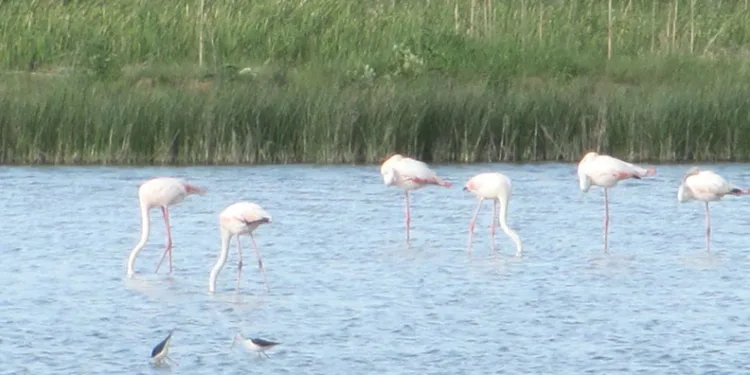 Kamış göleti göçmen kuşlara ev sahipliği yapıyor