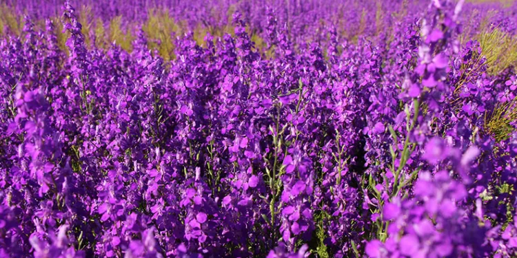 Oluz Höyük’te binlerce mor çiçek açtı