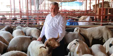 Kahramanmaraş’ta kurbanlık fiyatı birçok ilden ucuz