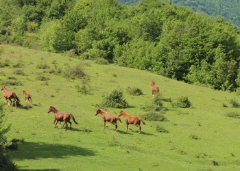 Yılkı atları havadan görüntülendi