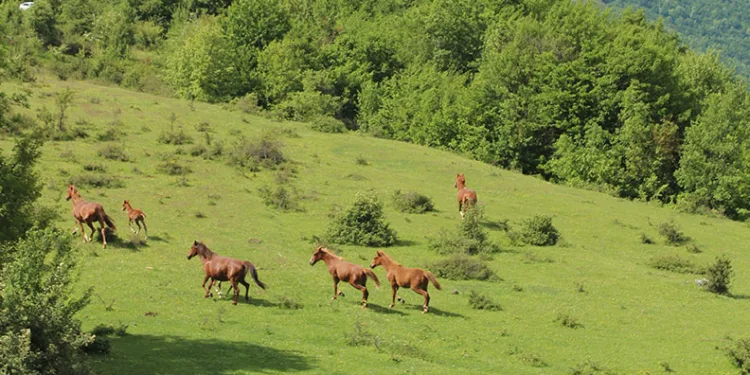 Yılkı atları havadan görüntülendi