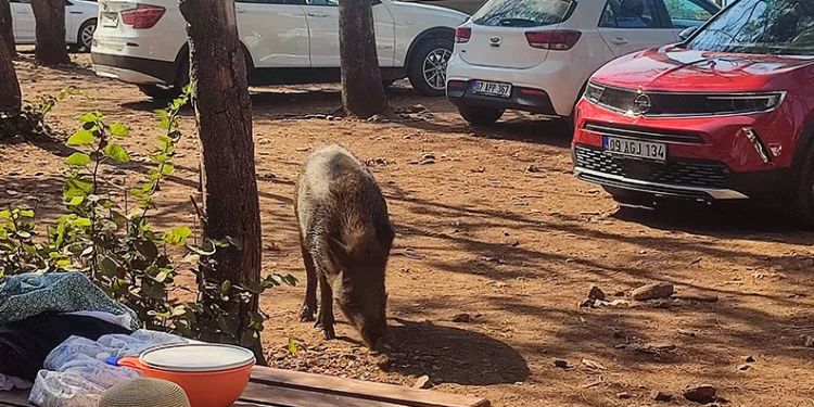 Tatilci kadının çantasını yaban domuzları kaçırdı