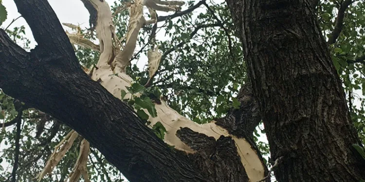 Evin bahçesine düşen yıldırım paniğe neden oldu