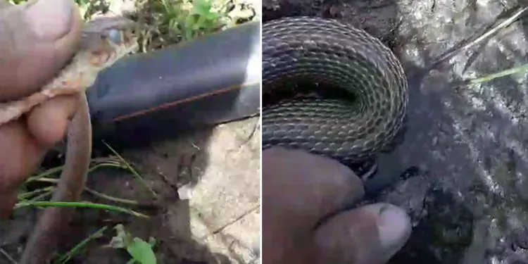 Eliyle tuttuğu yılana su içirdi