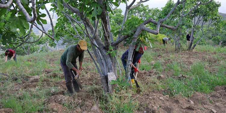 Aydın’da incir üreticisinin zorlu sezon hazırlığı başladı