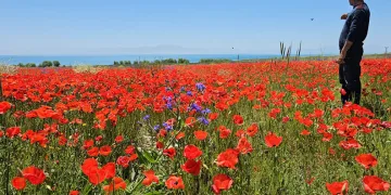 Adilcevaz’da tarlalar kırmızıya büründü