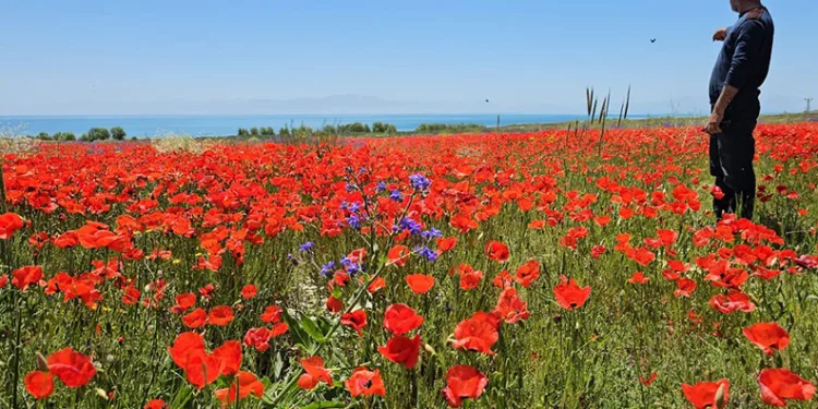 Adilcevaz’da tarlalar kırmızıya büründü