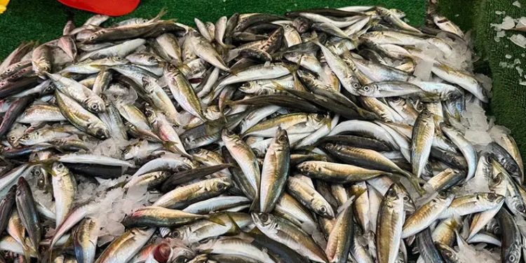 Balık sezonu bitmesine rağmen tezgahlarda hareketlilik sürüyor